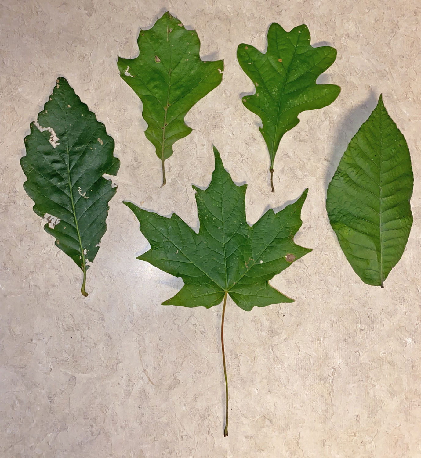 NN17 - Oak, maple and hickory leaves
